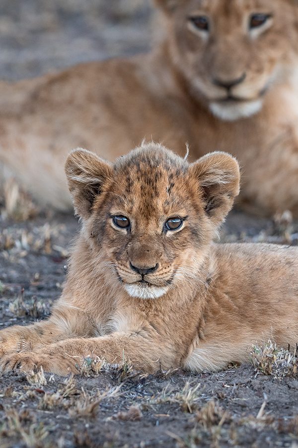 Welgevonden Private Game Reserve. Baby lions